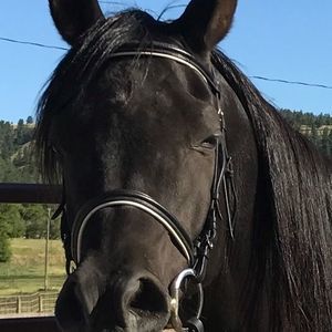 Meet your Posher, Holly